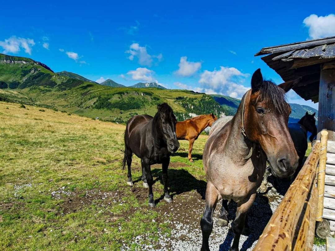 Отель Cabana Cascada Cailor Борша Экстерьер фото